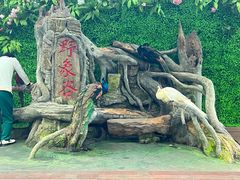 -野象谷景区
