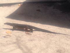 蜥蜴-东姑阿都拉曼海洋公园