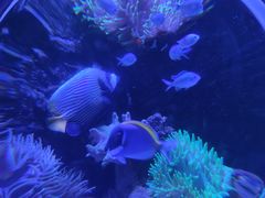 -太平洋海底世界