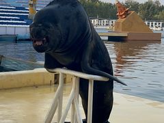 -秦皇岛乐岛海洋王国