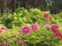 -洛阳市隋唐城遗址植物园