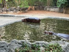 -清迈夜间动物园