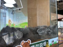 -未来动物城主题公园(正弘城店)