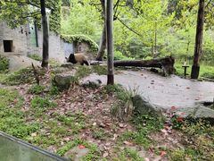 -都江堰中华大熊猫苑