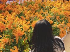 -广东花都香草世界旅游度假区
