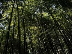 -泰山风景名胜区-普照寺