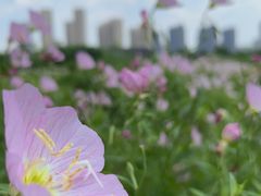 -洋湖国家湿地公园