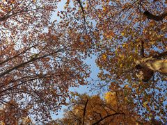 -苏州文庙(姑苏区)