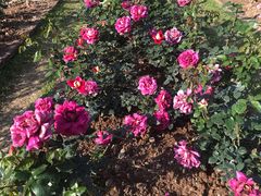 -人民公园(罗湖区)