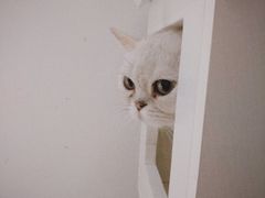 -猫域·湾主题猫咖·宠物吧(南坪城市广场店)