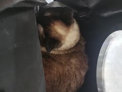 -芭比堂动物医院·CT·微创中心(新顺分院)