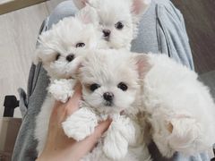 -萌宠之家·腊肠犬·马尔泰·小体犬舍