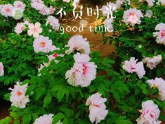 -仁和公园(顺义区)