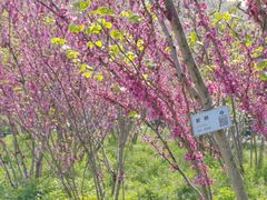-苏州上方山国家森林公园