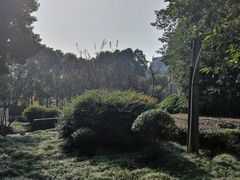 -神仙树公园