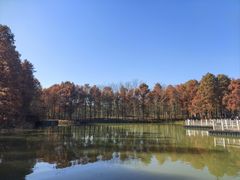 -上海海湾国家森林公园