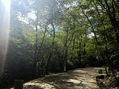 -金龙寺国家森林公园