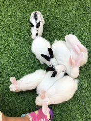 -萌宠亲子动物乐园(槐房万达店)