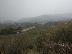 -香雪海