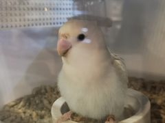-宠物世家(仲盛世界商城店)
