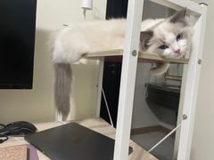 -lincat·猫舍(广州店)