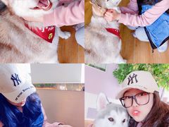 -Husky Go! 哈士奇体验馆·宠物咖啡厅狗咖