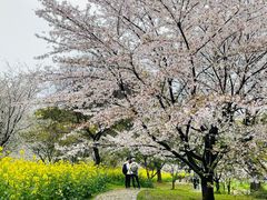 -苏州上方山国家森林公园