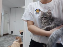 -楼上猫咖(罗湖店)
