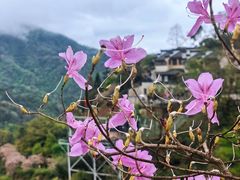 -篁岭景区