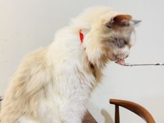 -楼上猫咖(罗湖店)
