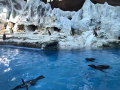 -帝企鹅自助餐厅•儿童岛•真企鹅(长隆企鹅酒店)