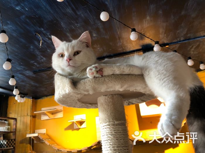 北海猫咖图片 - 第15张