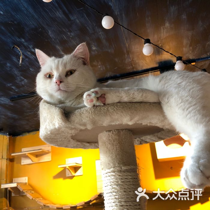 北海猫咖图片-北京茶馆-大众点评网