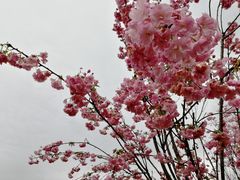 -天适樱花悠乐园