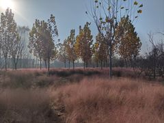 -东郊湿地公园
