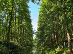 -东平国家森林公园