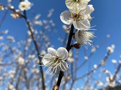 -广州市流溪河国家森林公园