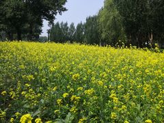 -长白岛森林公园