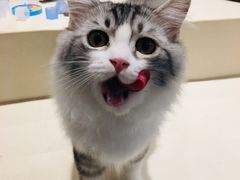 -飞行喵MR PILOT|猫舍·猫咖(静安大融城店)