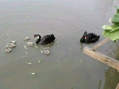 -溱湖国家湿地公园