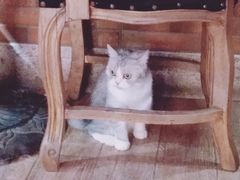 -more than meow吴止猫主题餐厅(承德 中船汇店)