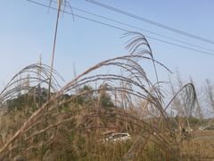 -桤木河湿地公园