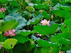 -荔湾湖公园