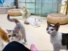 -momokira米努特·德文卷毛猫·棉花面纱犬