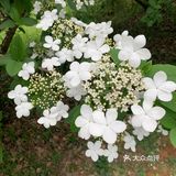 踏青绝好去处，上方山赏花可