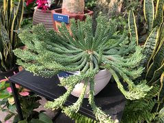 -北京植物园-展览温室