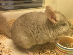 -龙猫仔乐园(惠福东路店)