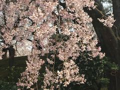 -名古屋城