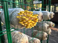 -武陵山森林公园