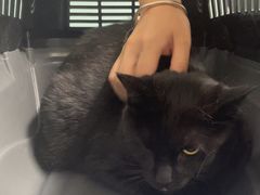 -达爱动物医院·犬猫分区·CT·复杂眼科(远洋山水分院)